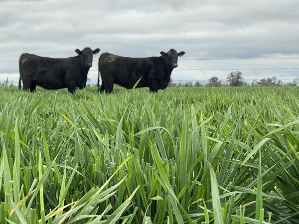 2 heifers web