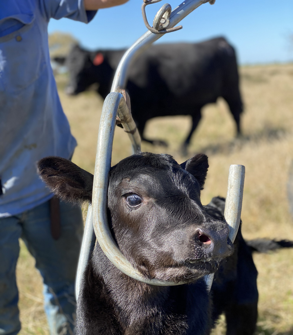 weigh calf 1 web